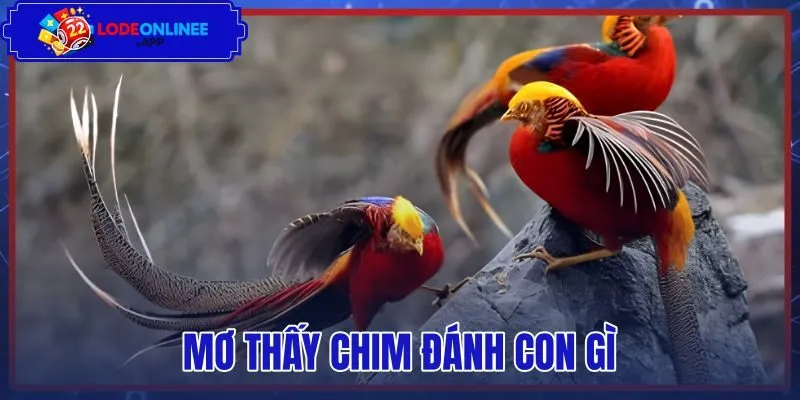 Mơ Thấy Chim Đánh Con Gì – Tra Sổ Mơ 56 80 Và Điềm Báo