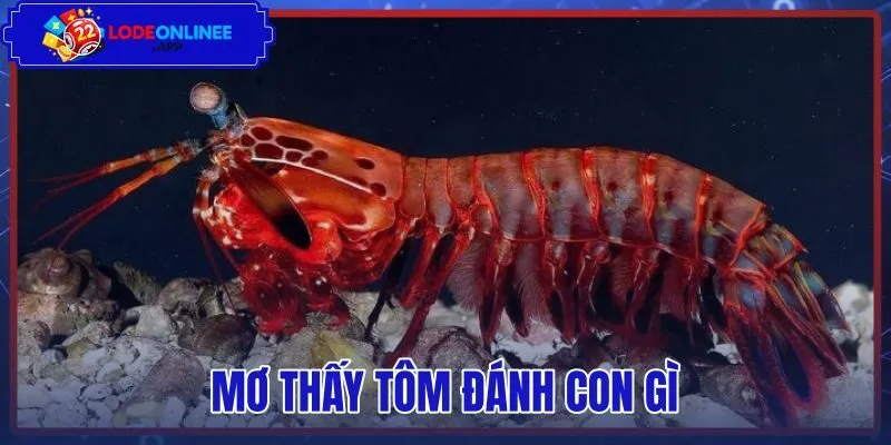 Mơ Thấy Tôm Đánh Con Gì – Tra Sổ Mơ Và Bảng Số Chuẩn